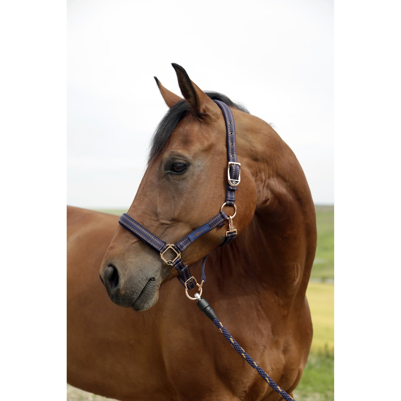 Pferdehalfter für GoLeyGo 2.0-System Bild 4