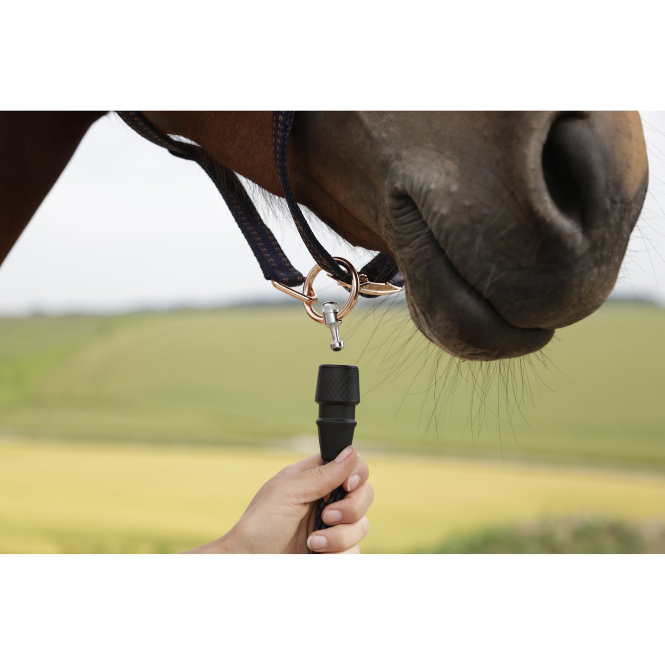 Pferdehalfter für GoLeyGo 2.0-System Bild 5
