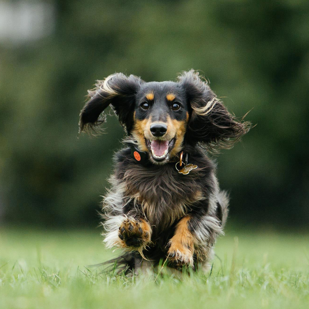 PitPat Aktivitätsmonitor für Hunde mit App Bild 5