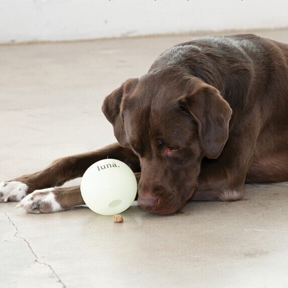 Cosmos Hundespielzeug Bild 2