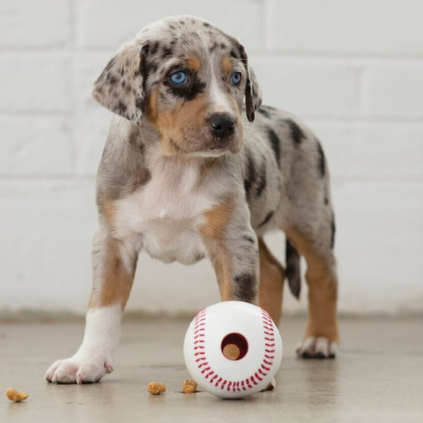 Sport Hundespielzeug Bild 7