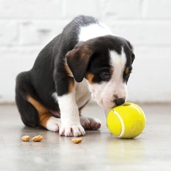 Sport Hundespielzeug Bild 2