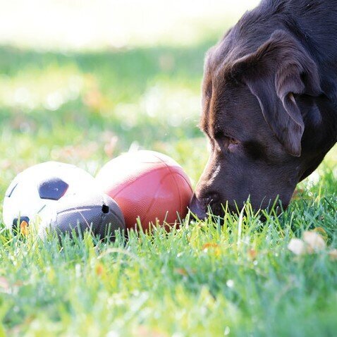 Sport Hundespielzeug Bild 8