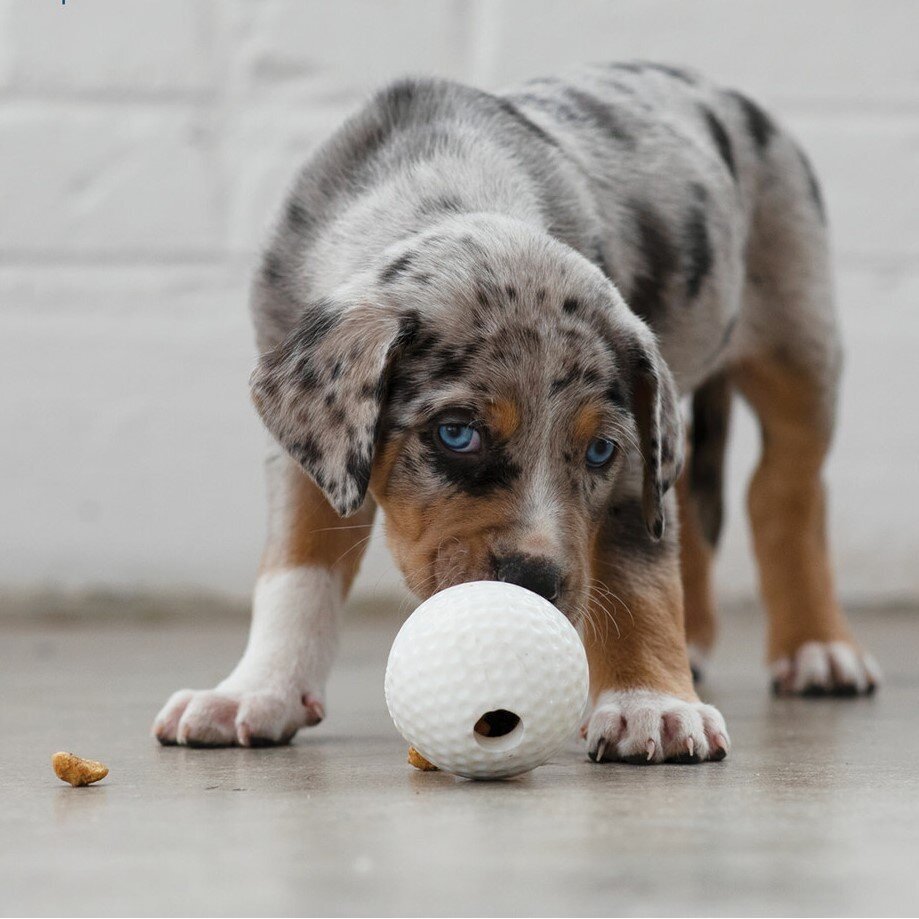 Sport Hundespielzeug Bild 6