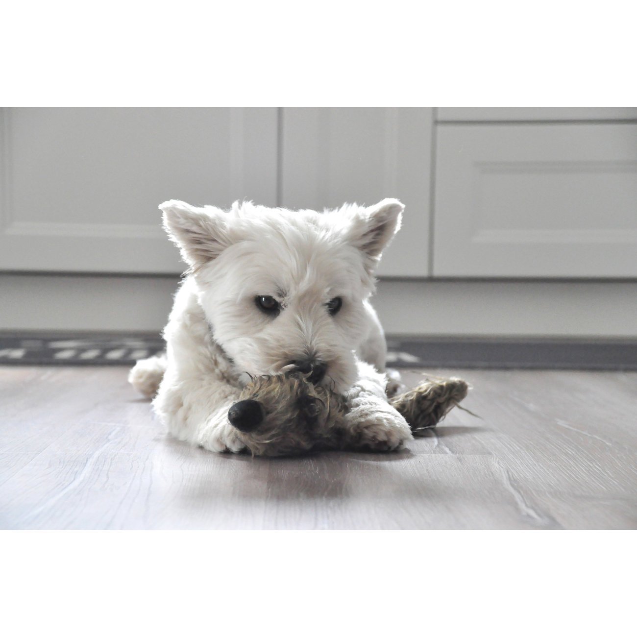 Plüsch Frettchen Hundespielzeug Bild 2