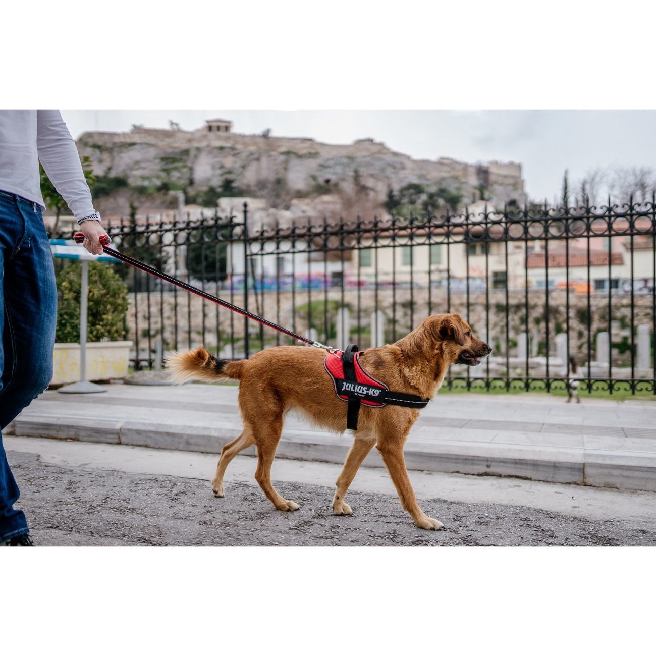 POWAIR Leine für Hunde Bild 2