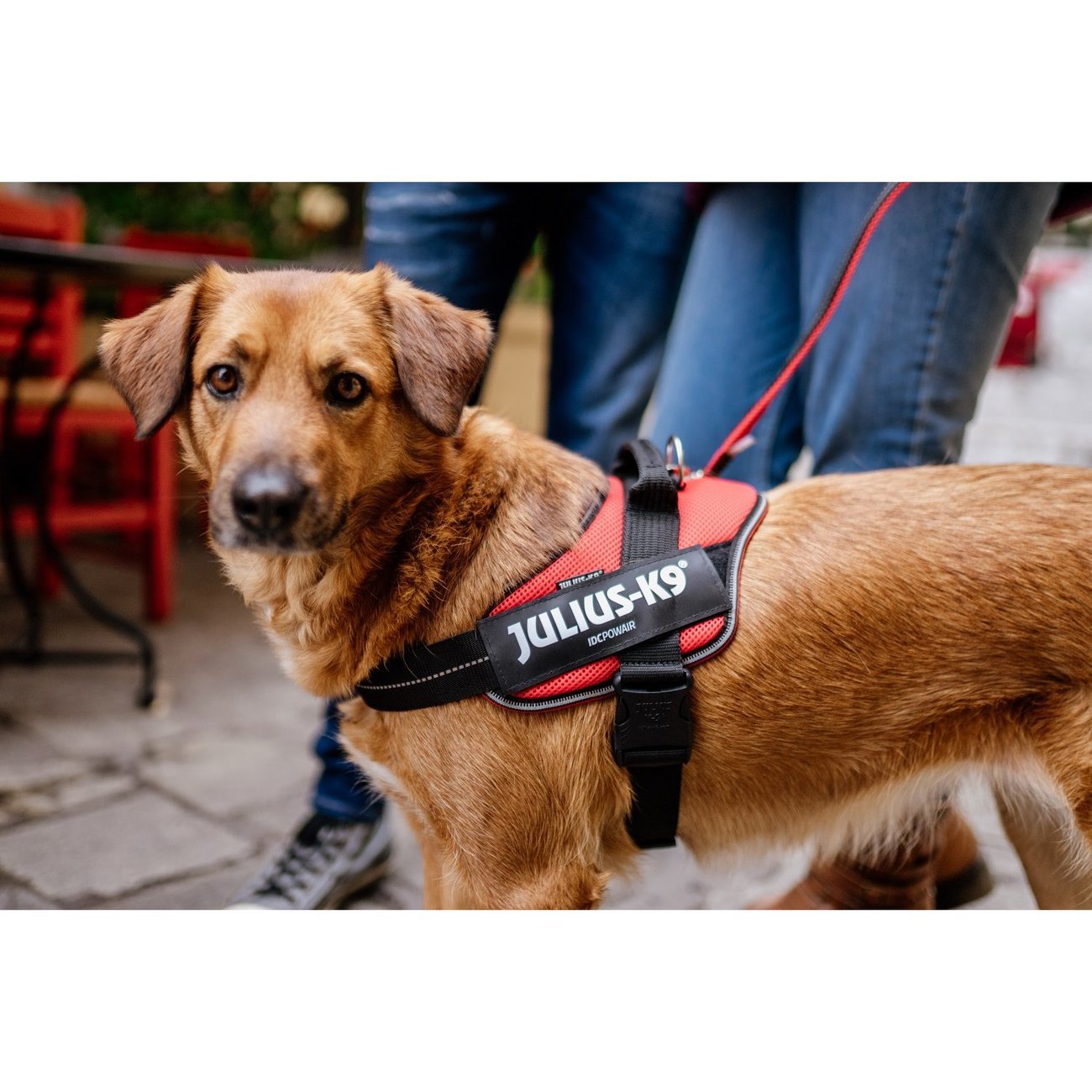 POWAIR Leine für Hunde Bild 5