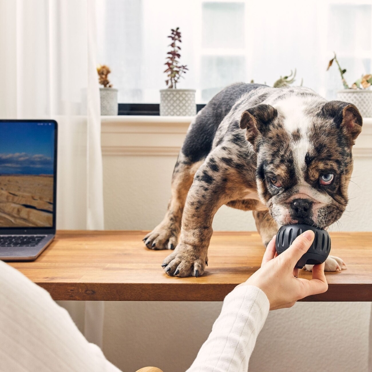 Pupsicle Power Chewer: Kühlender Schleckspaß für deinen Hund 🐶 Bild 2