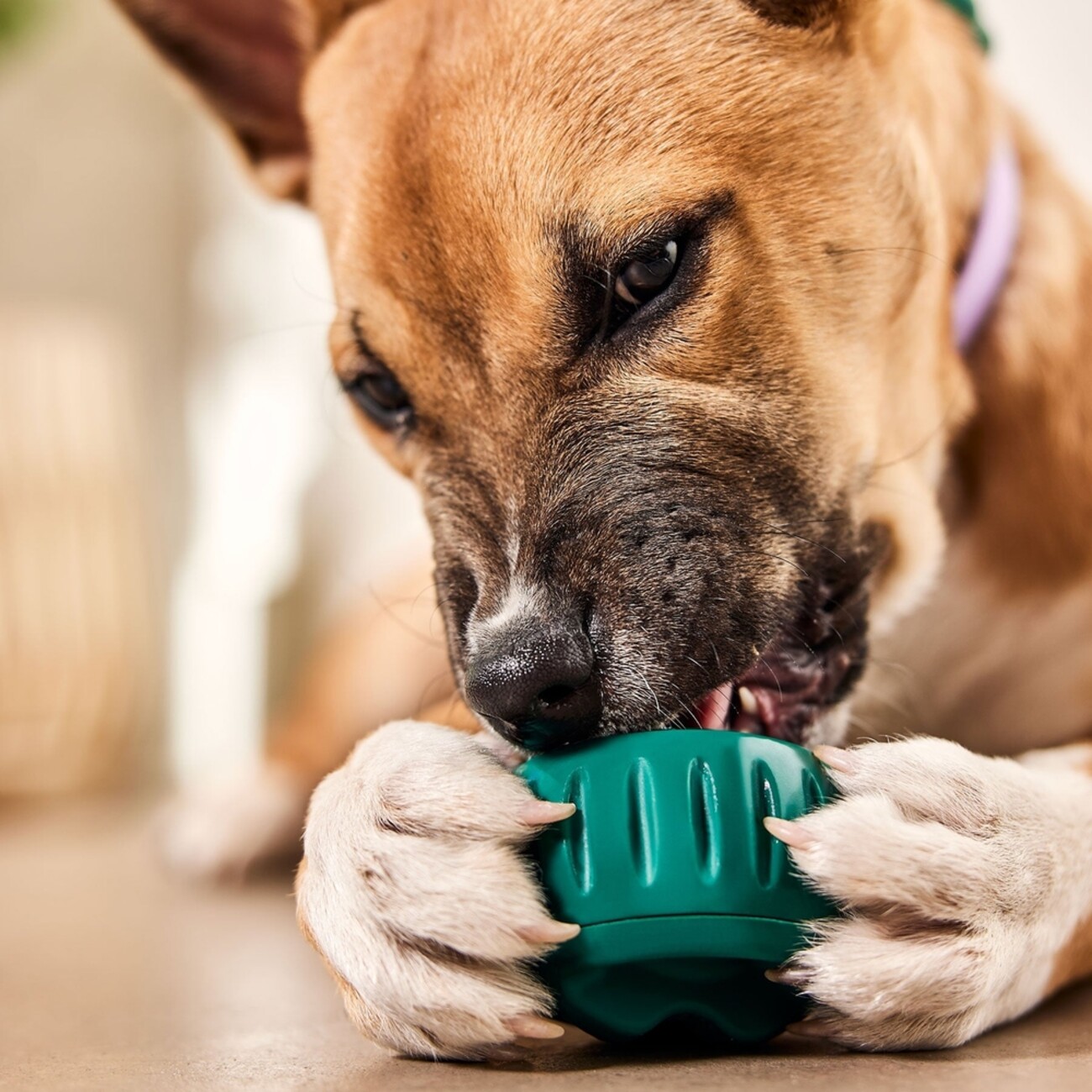 Pupsicle Grün – Kühlender Schleckspaß für deinen Hund 🐶 Bild 2