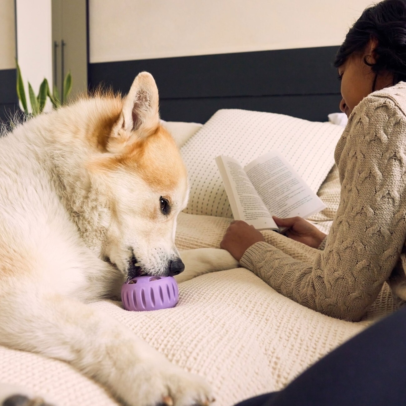 Pupsicle Lavendel: Kühlender Schleckspaß für deinen Hund 🐶 Bild 2