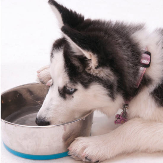 Rogz Bowlz Slurp, Hundenapf aus Edelstahl Bild 7