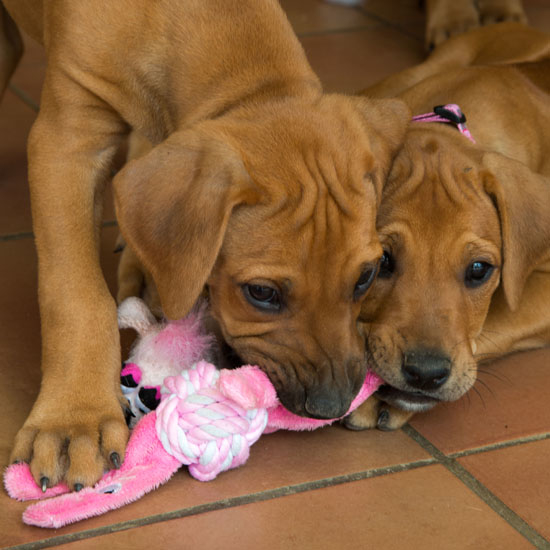 Rogz Cowboyz - Hundespielzeug für Welpen Bild 3