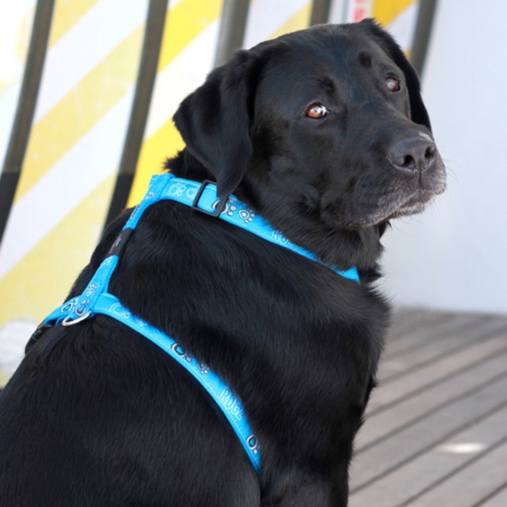 Rogz Fancy Dress Cool Graphics Hundegeschirr Bild 11