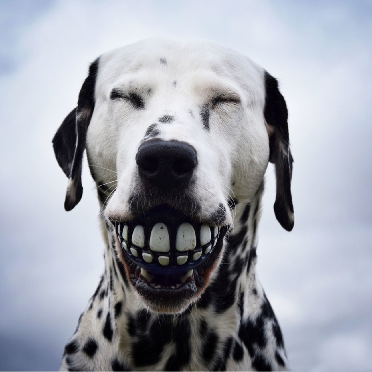 ROGZ Grinz Ball für Hunde Bild 2