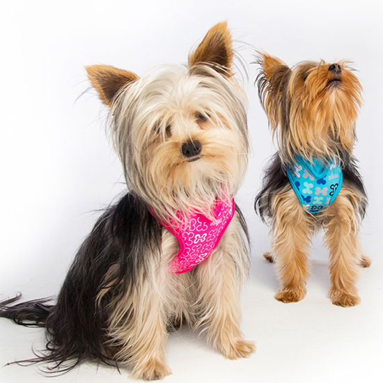 Rogz Lapz Trendy Wrapz Hundegeschirr gepolstert Bild 3