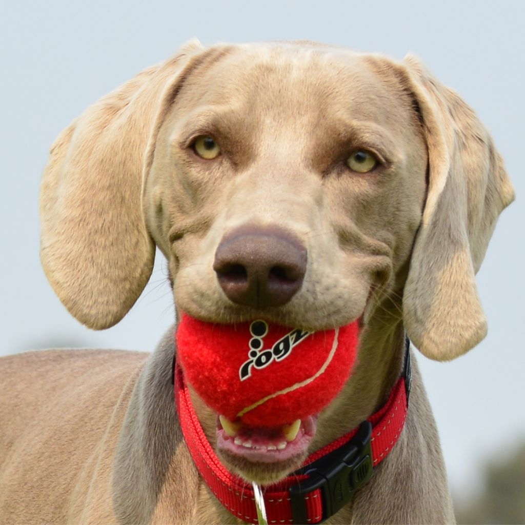 Rogz Molecules Tennisball für Hunde Bild 3