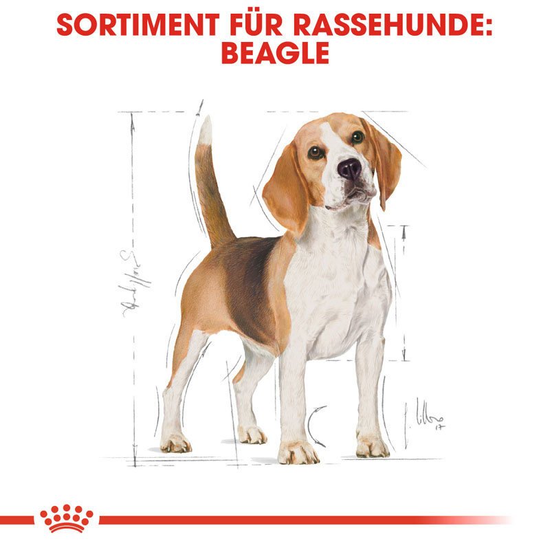 Royal Canin Beagle Adult Hundefutter trocken Bild 4