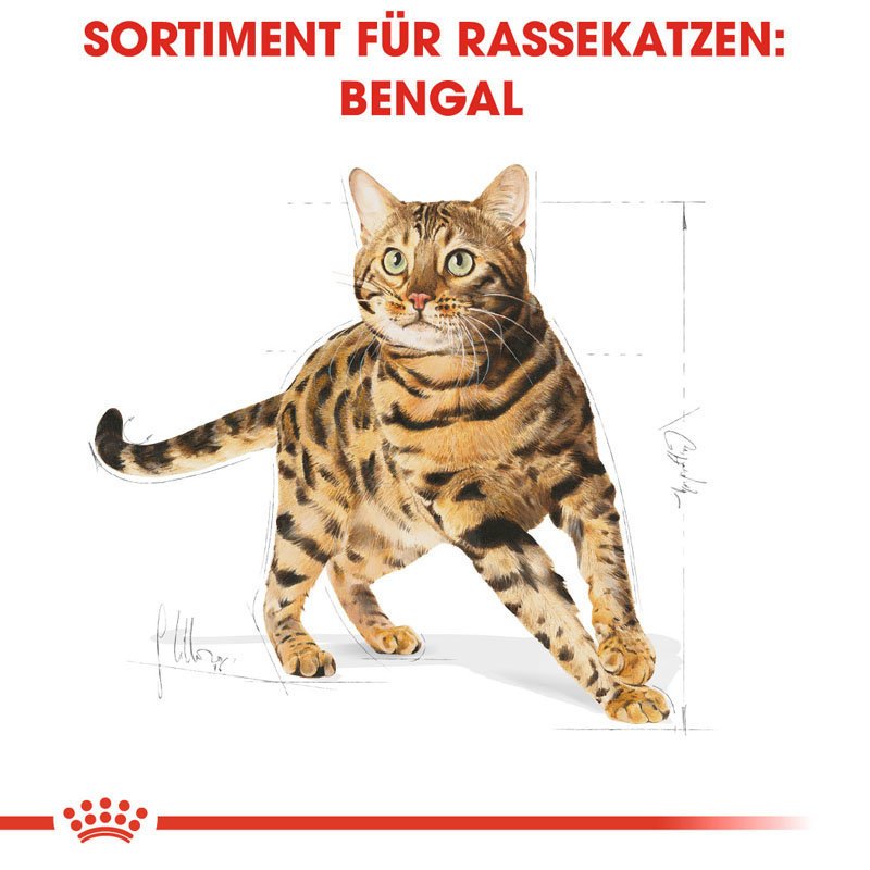 Royal Canin Bengal Adult Katzenfutter trocken Bild 5