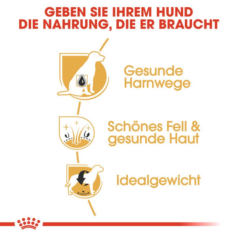 Royal Canin Bichon Frise Adult Hundefutter trocken Bild 3