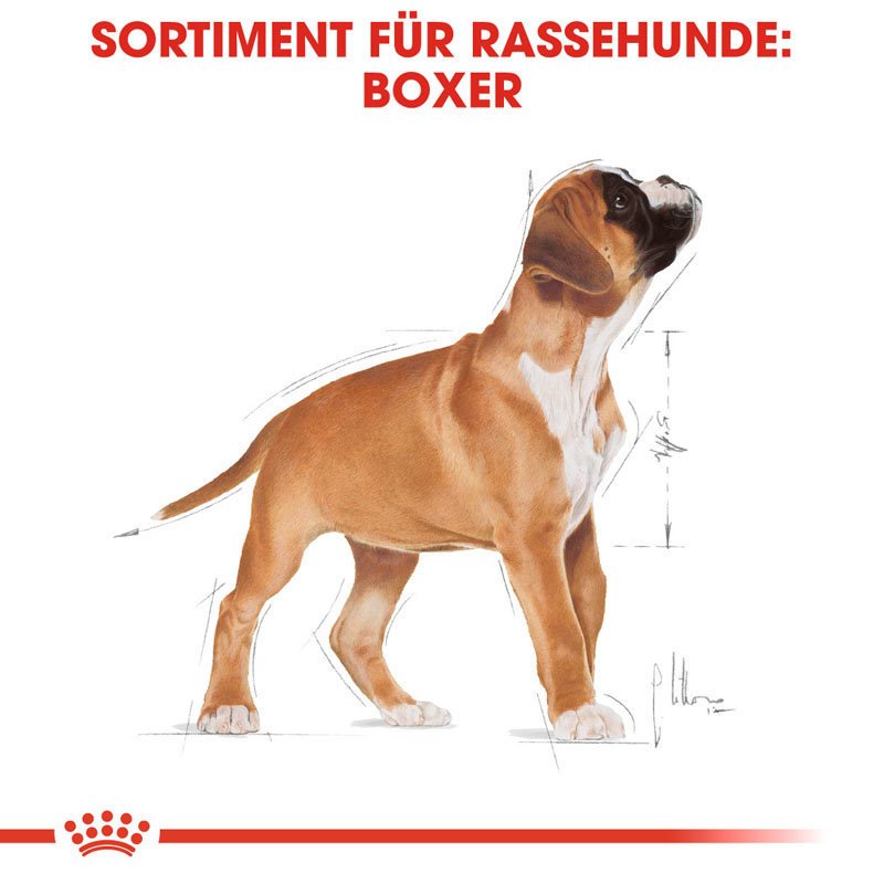 Royal Canin Boxer Puppy Welpenfutter trocken Bild 2