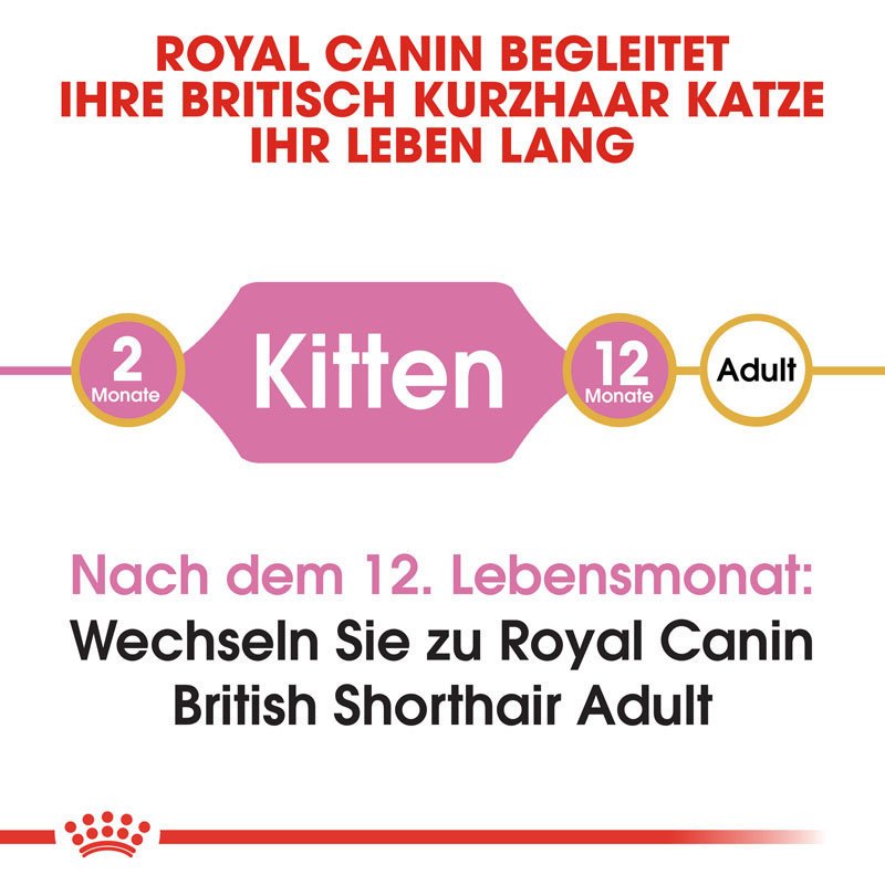 Royal Canin British Shorthair Kitten Bild 5