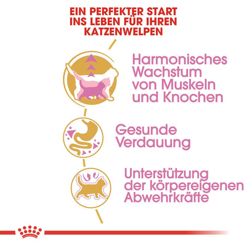 Royal Canin British Shorthair Kitten Bild 3