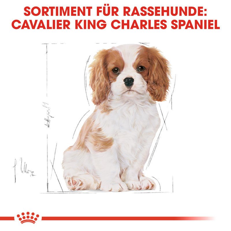 Royal Canin Cavalier King Charles Puppy Welpenfutter trocken Bild 4