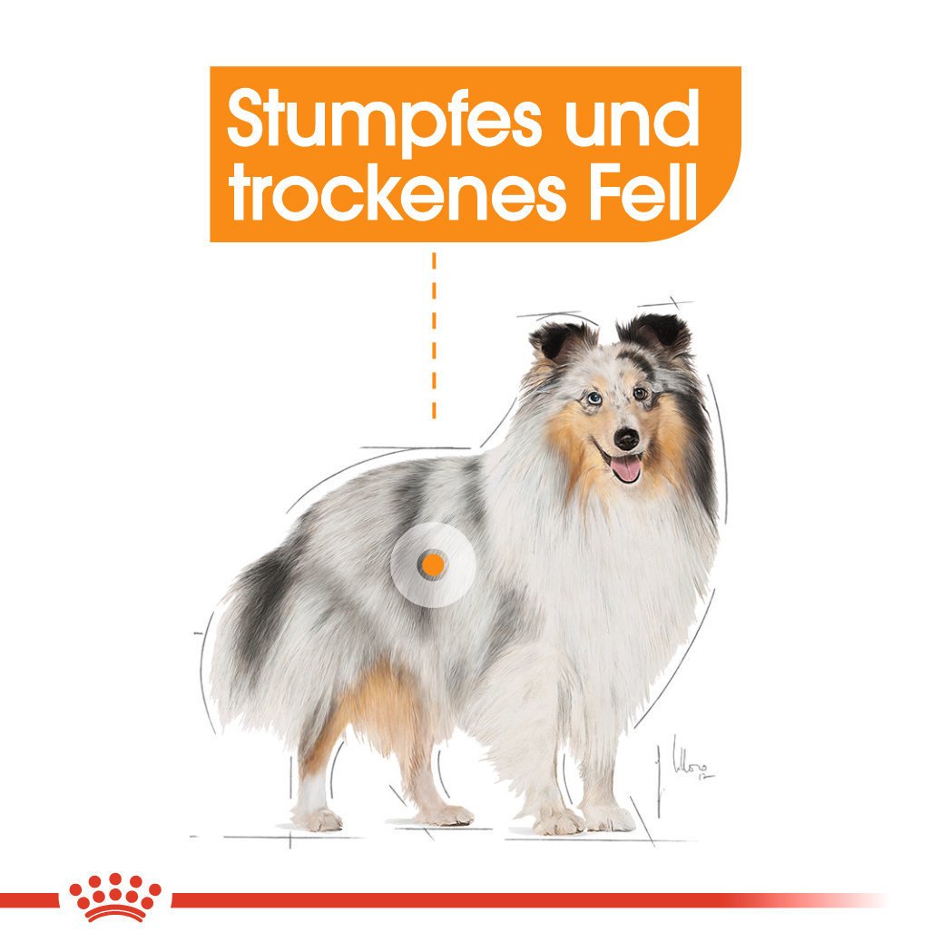 Royal Canin CCN Coat Care Mini Trockenfutter für kleine Hunde für glänzendes Fell Bild 4