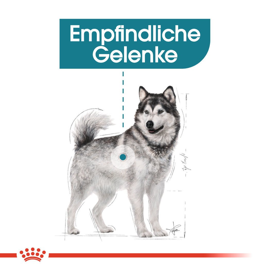 Royal Canin CCN Joint Care Maxi Trockenfutter für große Hunde mit empfindlichen Gelenken Bild 4