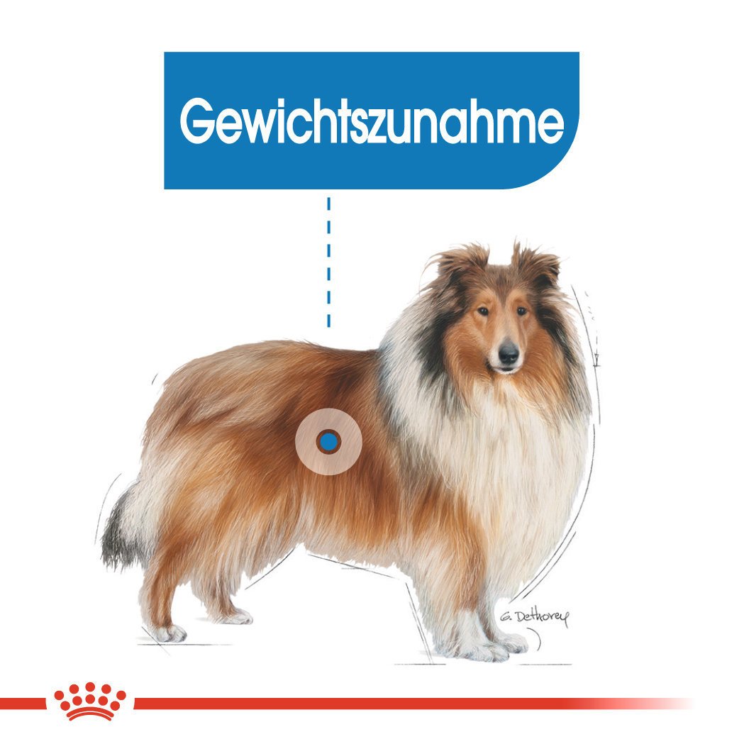 Royal Canin CCN Light Weight Care Maxi Trockenfutter für große Hunde mit Neigung zu Übergewicht Bild 3