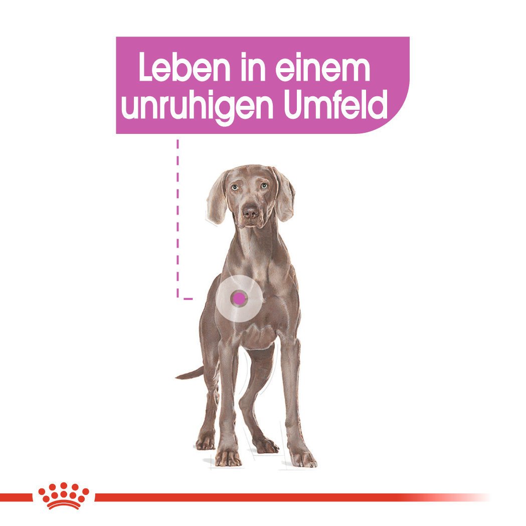 Royal Canin CCN Relax Care Maxi Trockenfutter für große Hunde in unruhigem Umfeld Bild 3