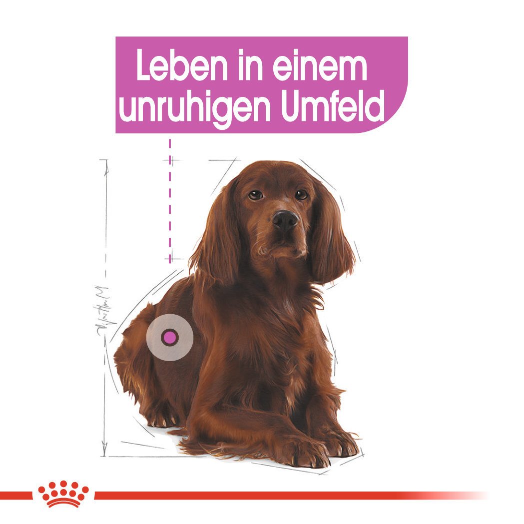 Royal Canin CCN Relax Care Medium Trockenfutter für mittelgroße Hunde in unruhigem Umfeld Bild 3