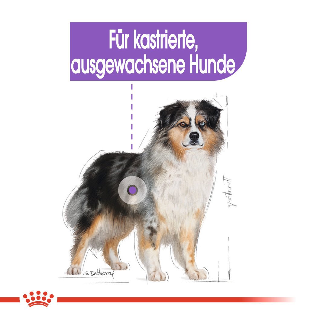 Royal Canin CCN Sterilised Medium Trockenfutter für kastrierte mittelgroße Hunde Bild 4