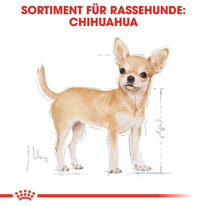 Chihuahua Adult Hundefutter nass Bild 5