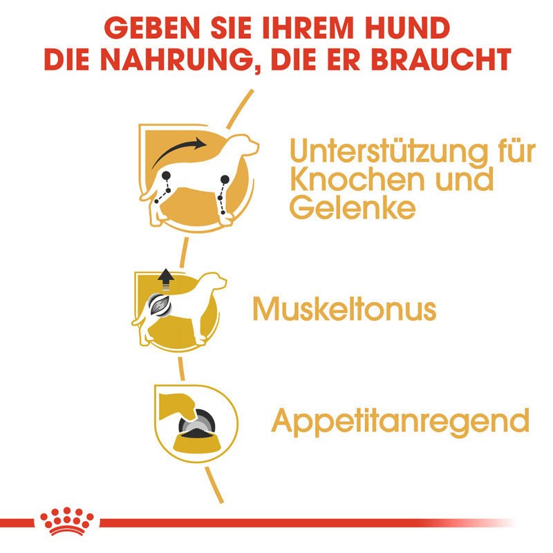 Royal Canin Dachshund Adult Hundefutter nass für Dackel Bild 3