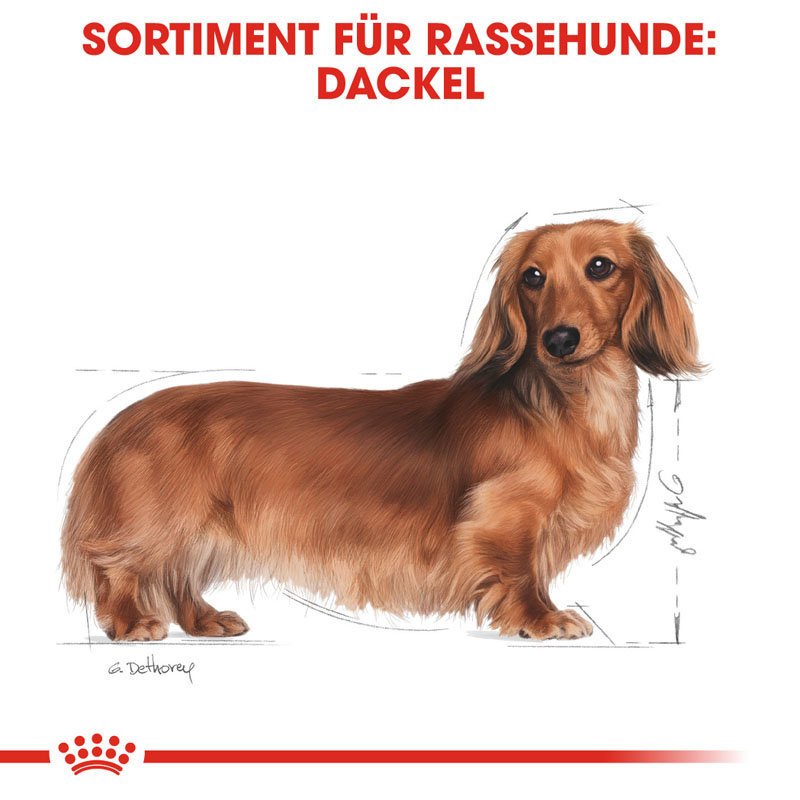 Royal Canin Dachshund Adult Hundefutter trocken für Dackel Bild 4