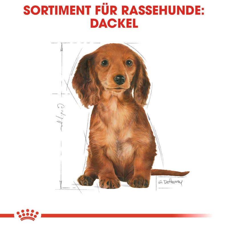 Royal Canin Dachshund Puppy Welpenfutter trocken für Dackel Bild 5
