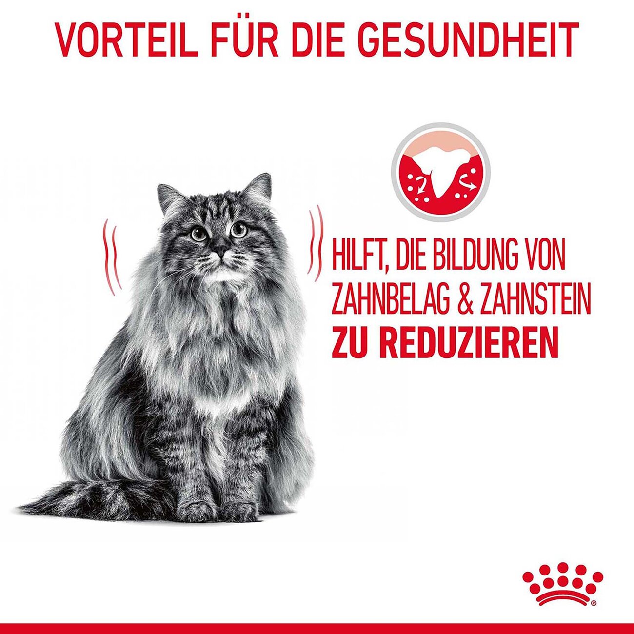 Royal Canin Dental Care Katzenfutter trocken für gesunde Zähne Bild 6