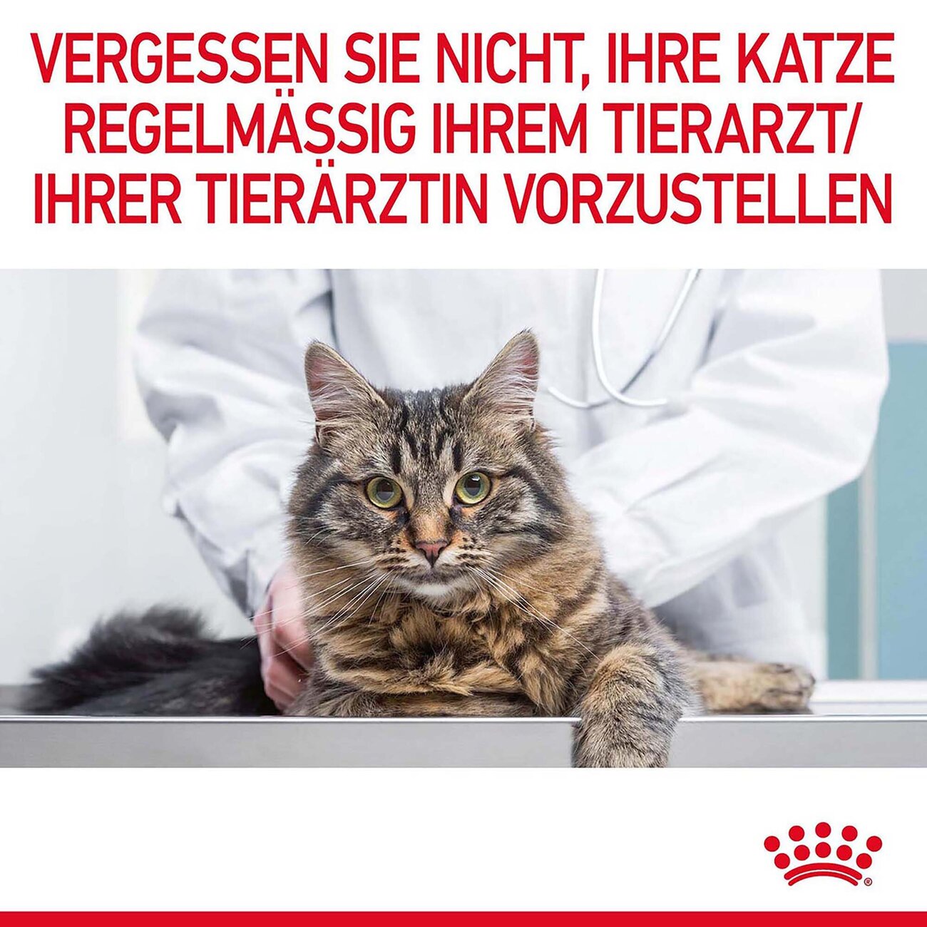 Royal Canin Digestive Care Trockenfutter für Katzen mit empfindlicher Verdauung Bild 10
