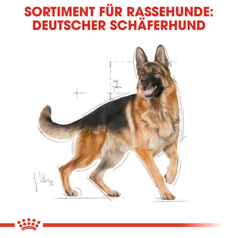 Royal Canin German Shepherd Adult Hundefutter trocken für Deutsche Schäferhunde Bild 4