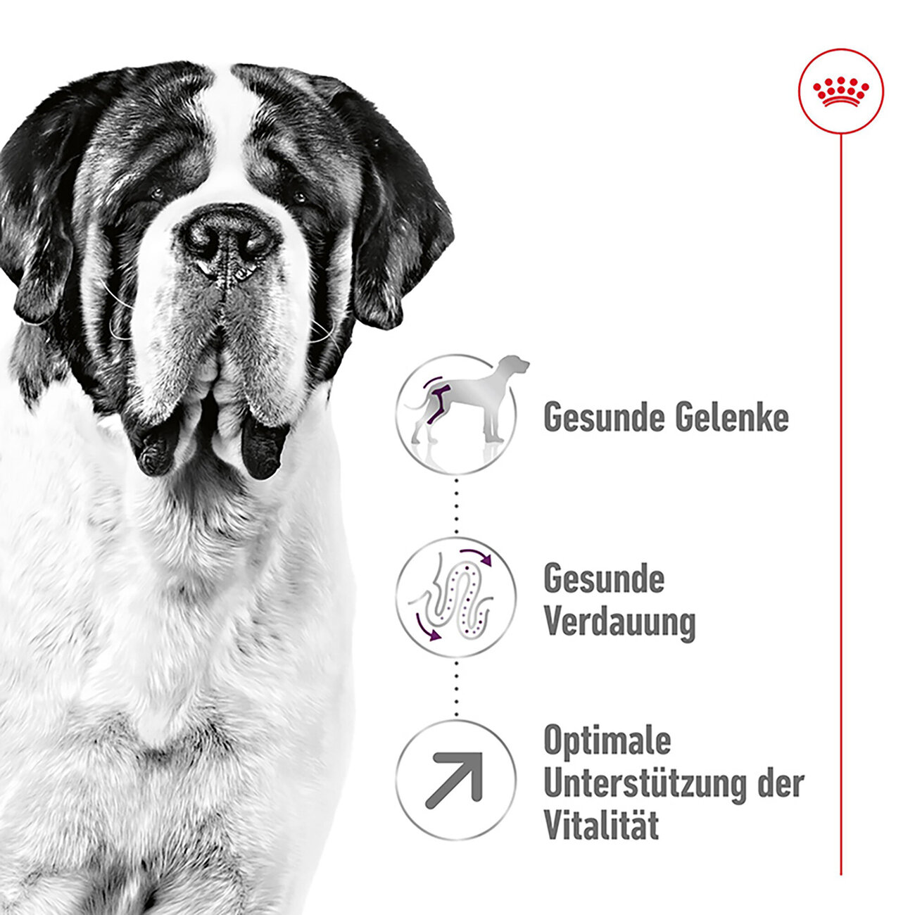 Royal Canin Giant Adult Trockenfutter für sehr große Hunde Bild 2