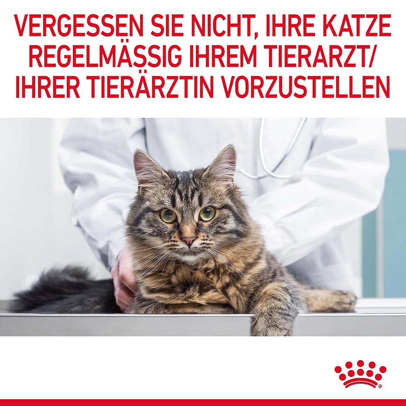Royal Canin Hairball Care Katzenfutter nass gegen Haarballen Bild 10