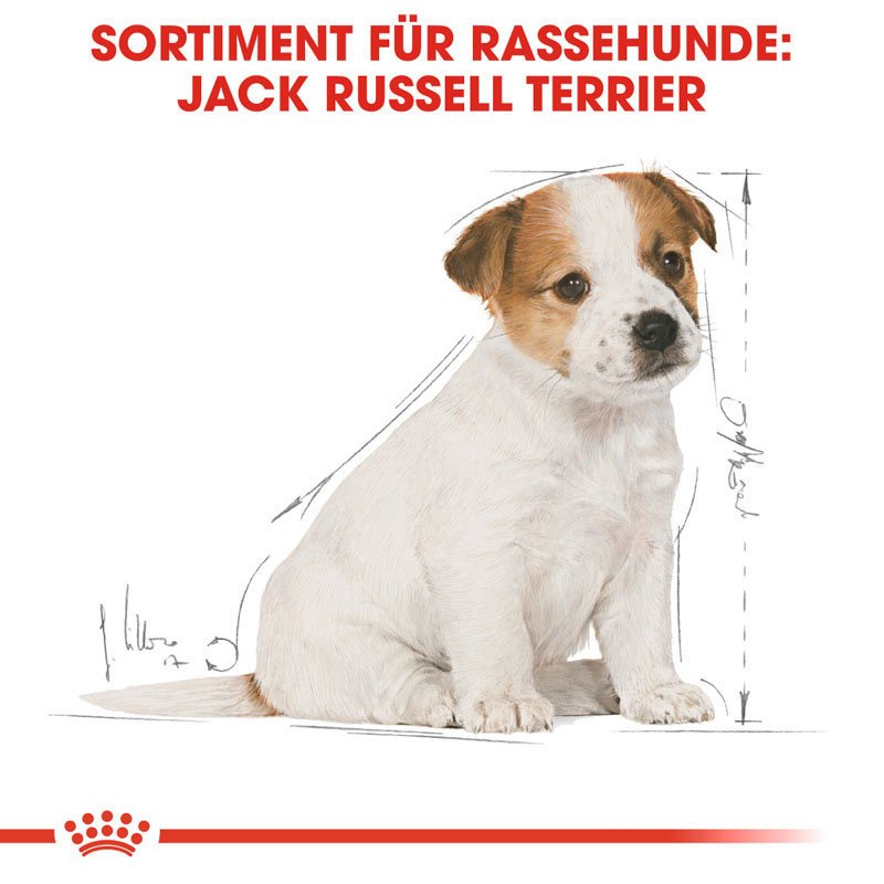 Royal Canin Jack Russell Terrier Puppy  Welpenfutter trocken Bild 5