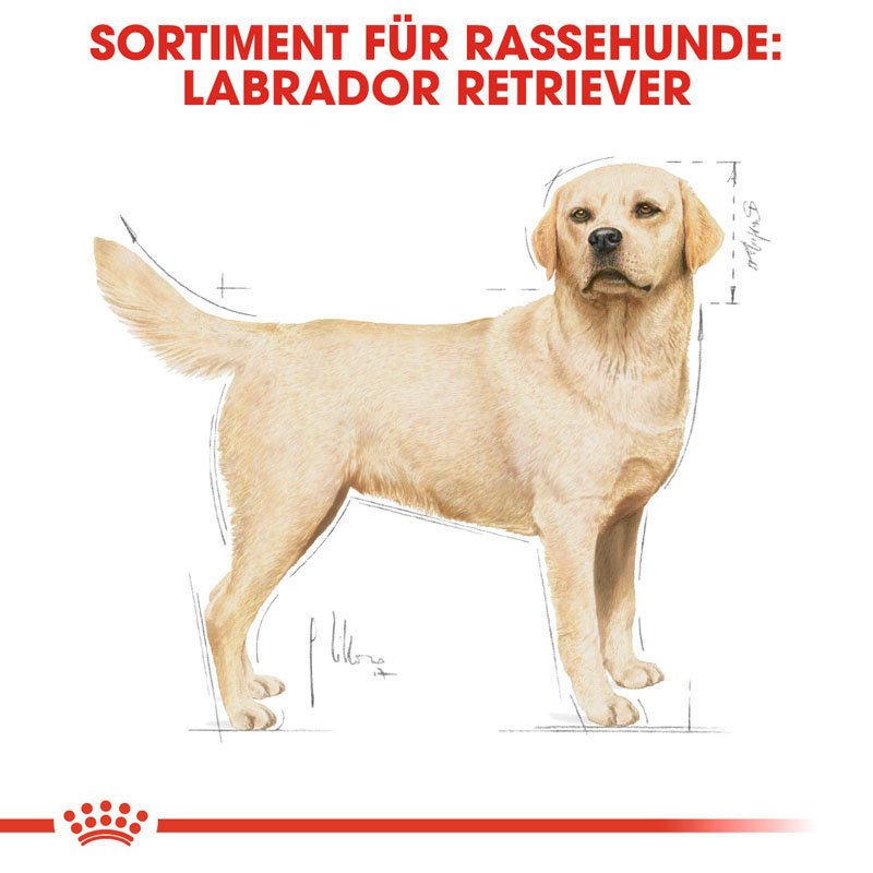 Royal Canin Labrador Retriever Adult Hundefutter trocken Bild 5