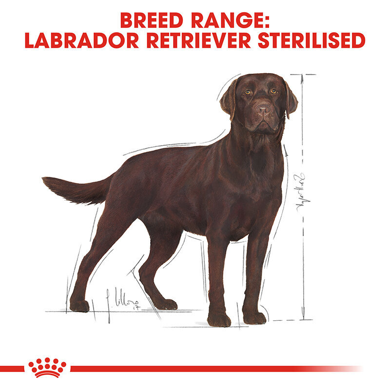 Royal Canin Labrador Retriever Adult Sterilised Trockenfutter für kastrierte Hunde Bild 6