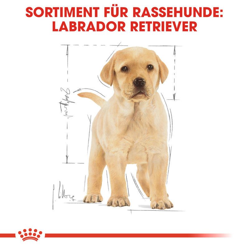 Royal Canin Labrador Retriever Puppy Welpenfutter trocken Bild 4