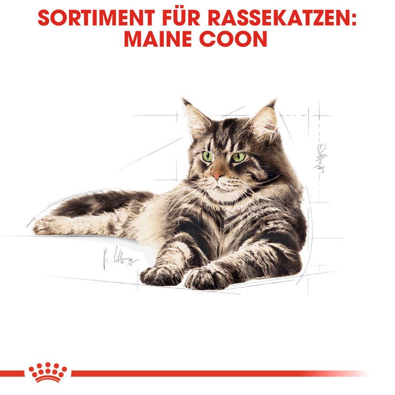 Royal Canin Maine Coon Adult Katzenfutter trocken Bild 3