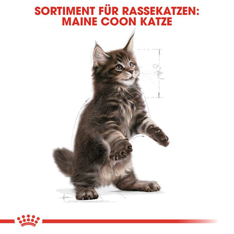 Royal Canin Maine Coon Kitten Bild 6