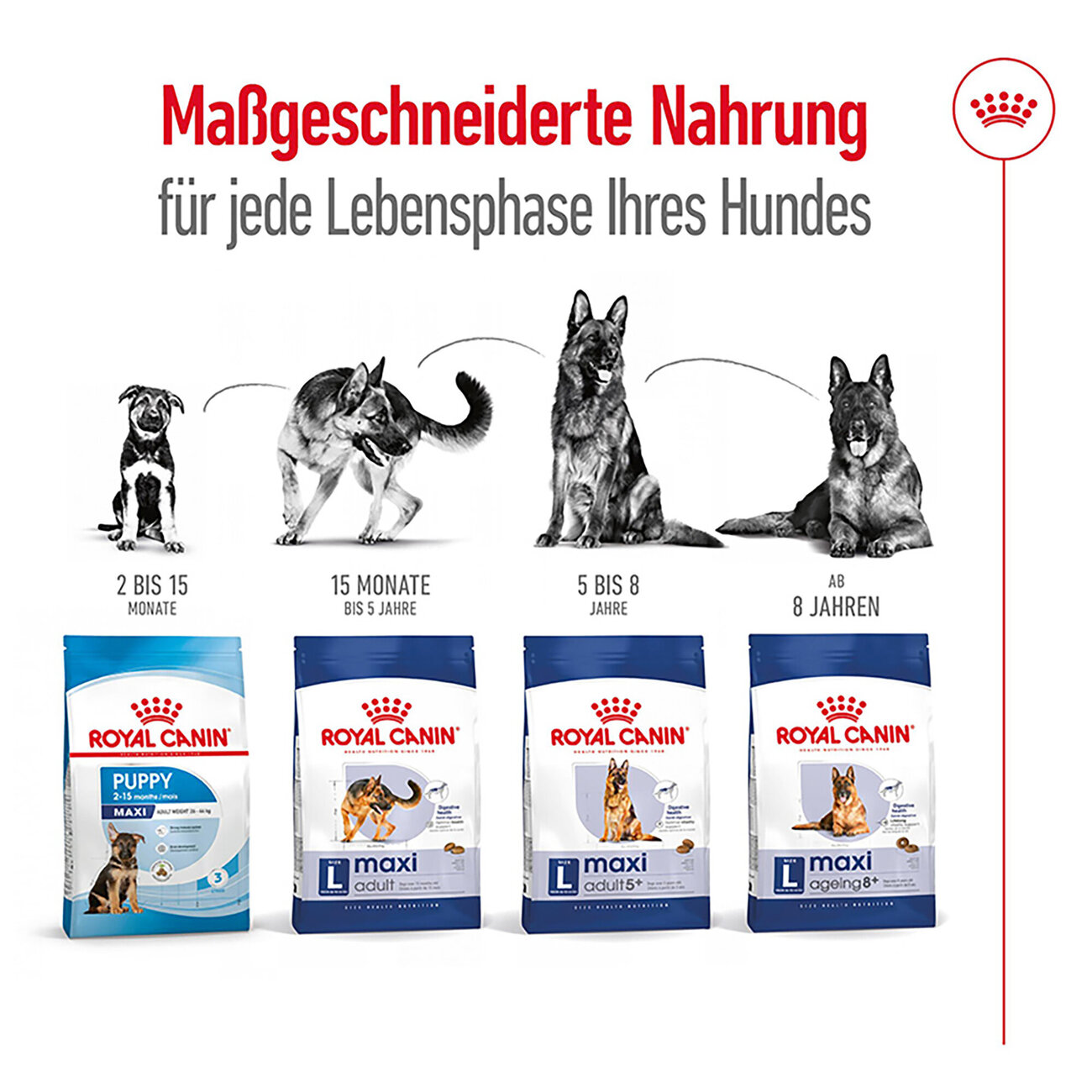 Royal Canin Maxi Adult 5+ Hundefutter Bild 4