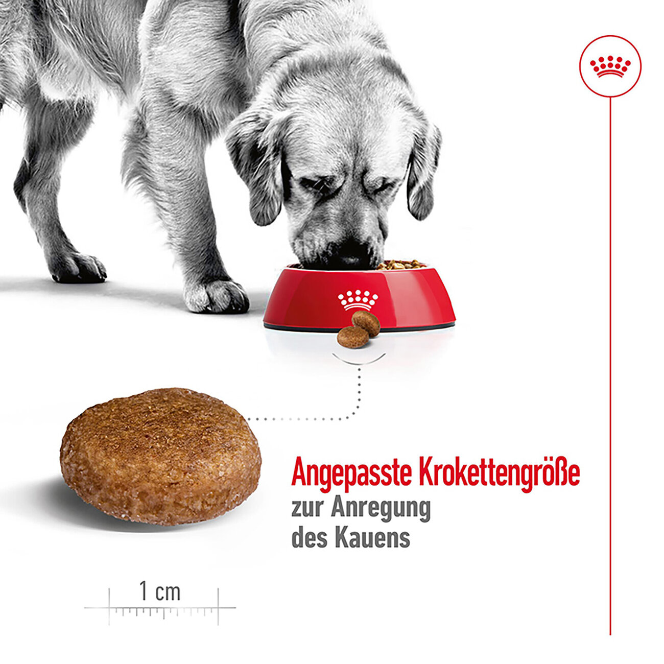 Royal Canin Maxi Adult 5+ Hundefutter Bild 7